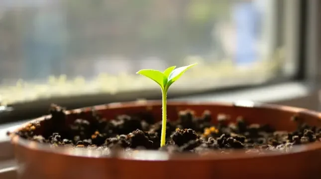 自制植物观察日记